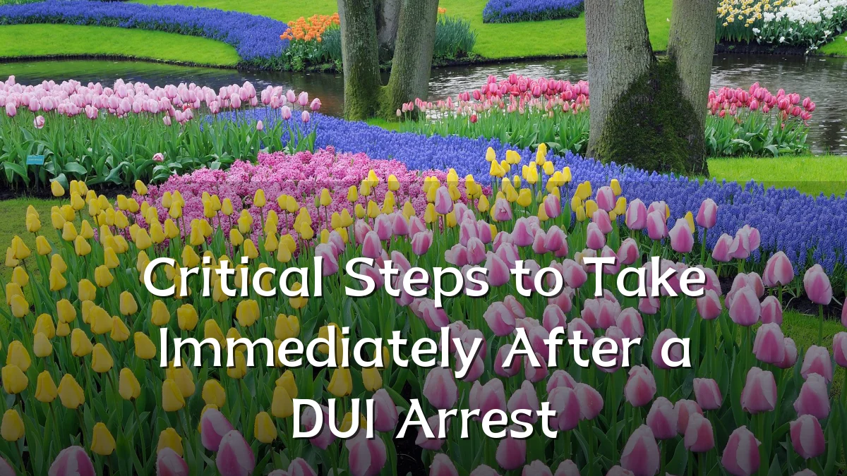 Critical Steps to Take Immediately After a DUI Arrest