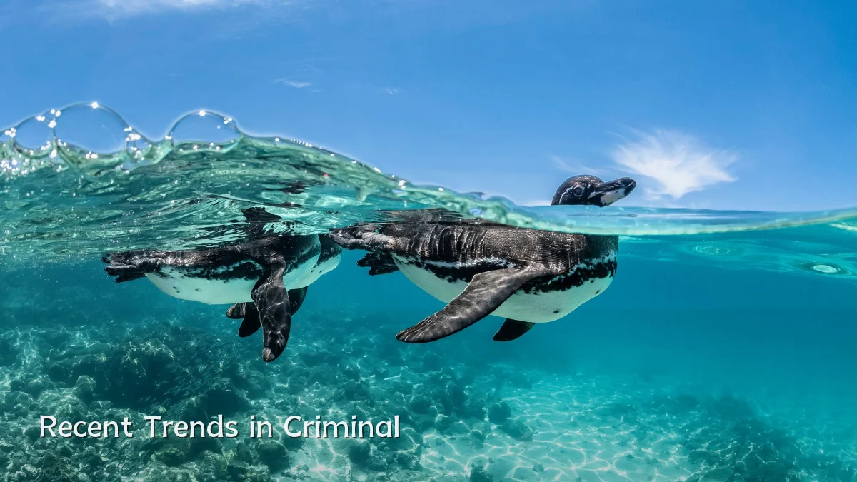 Recent Trends in Criminal