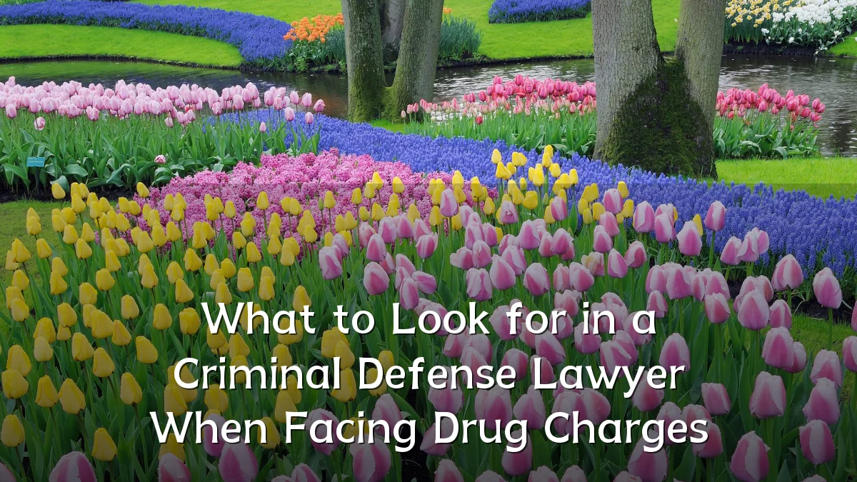 What to Look for in a Criminal Defense Lawyer When Facing Drug Charges