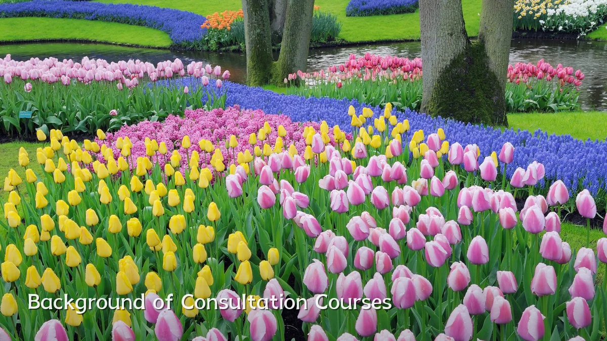 Background of Consultation Courses